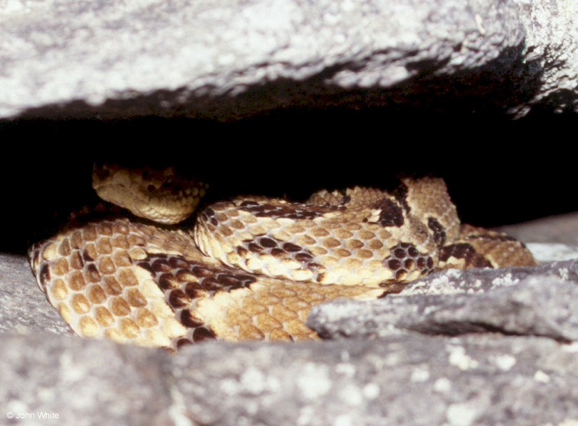 Timber Rattlesnake  (Crotalus horridus horridus)008.jpg [108 Kb]